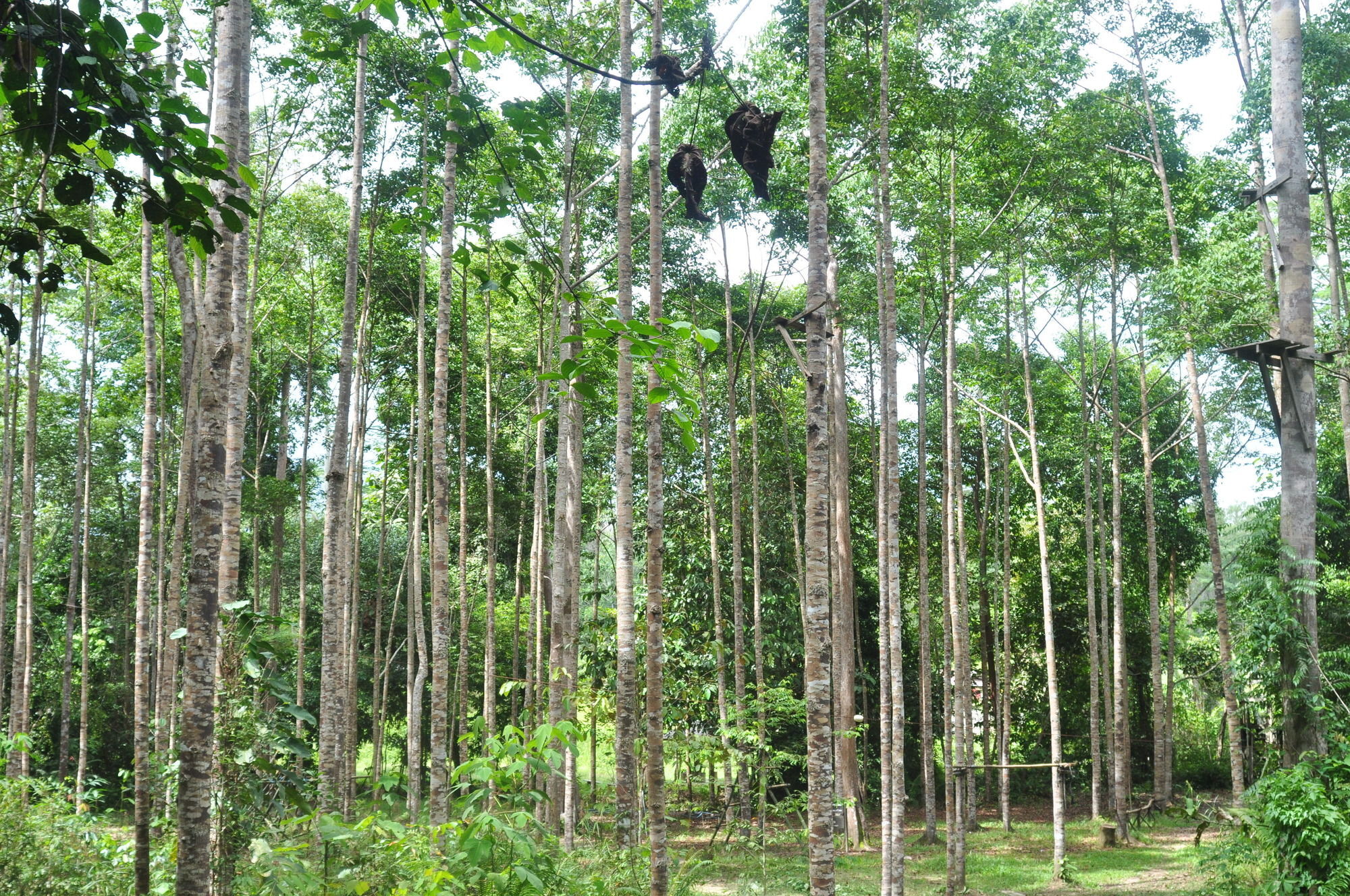 Samboja Lodge Balikpapan Kültér fotó