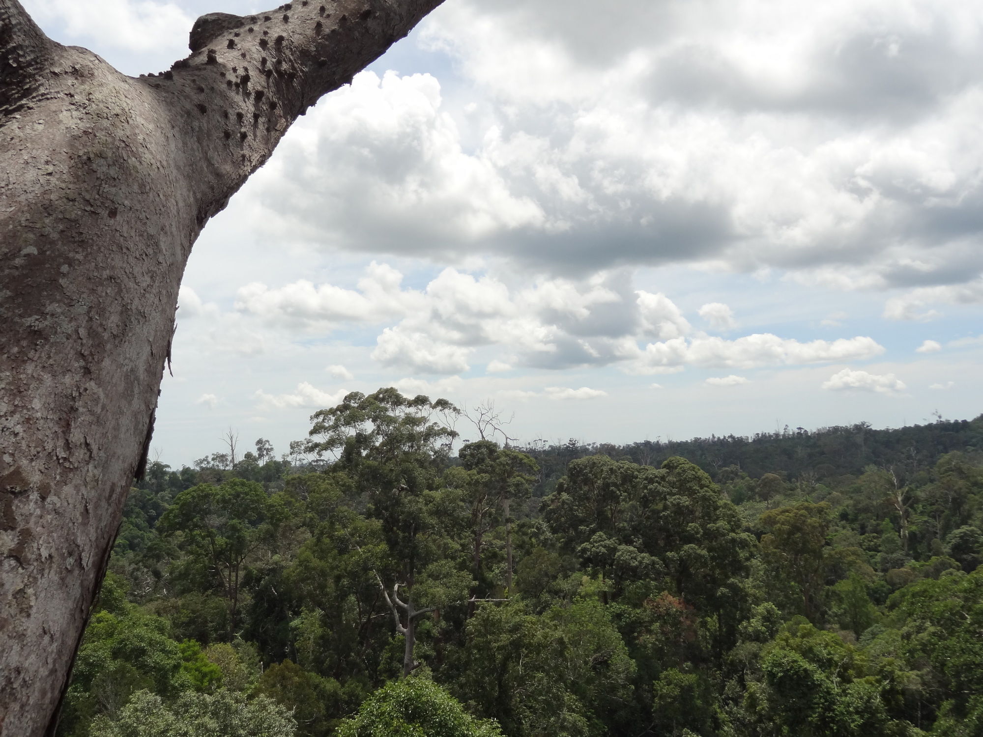 Samboja Lodge Balikpapan Kültér fotó