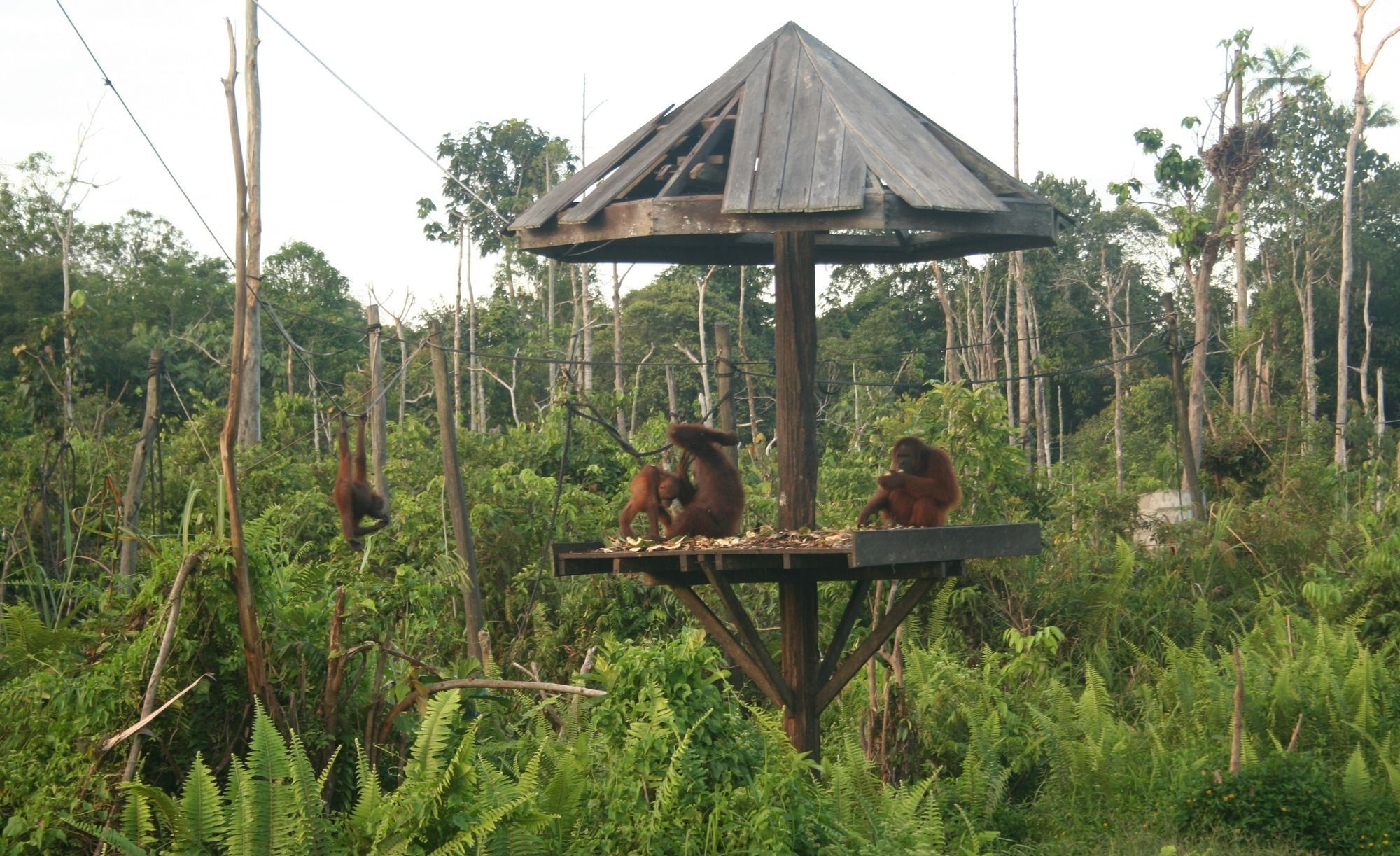 Samboja Lodge Balikpapan Kültér fotó