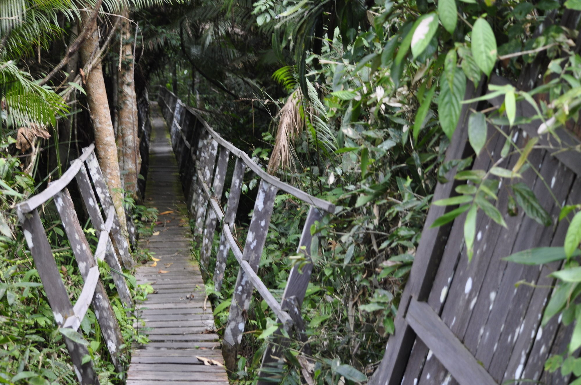Samboja Lodge Balikpapan Kültér fotó